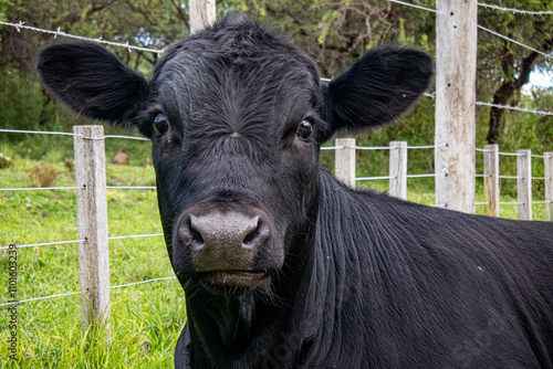 Portrait of a young black cow or bull looking at the camera with a wired field in the background