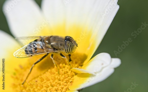 Eristalinus taeniops is a species of hoverfly, also known as the band-eyed drone fly, Crete