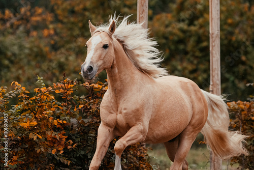 Palomino Quarter Horse