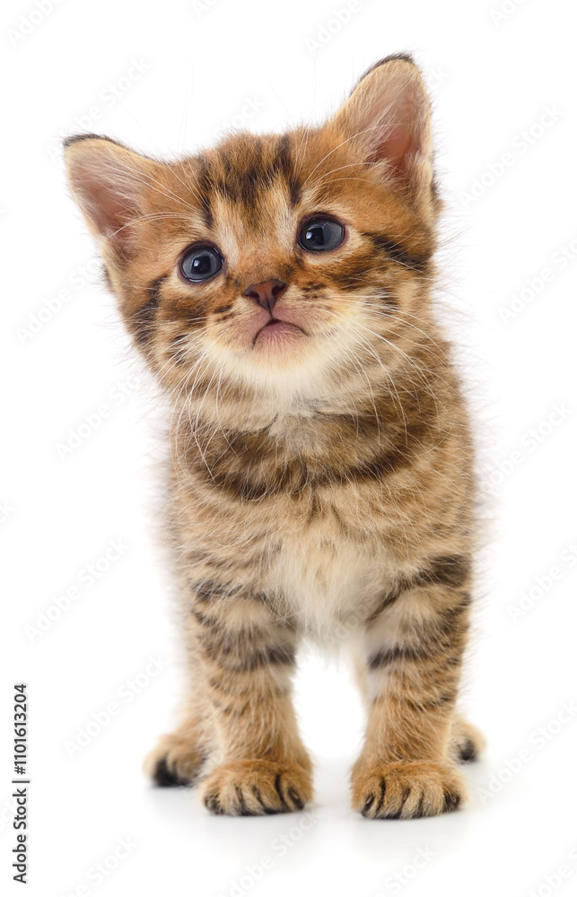 Kitten on white background. Kitten on white background.
