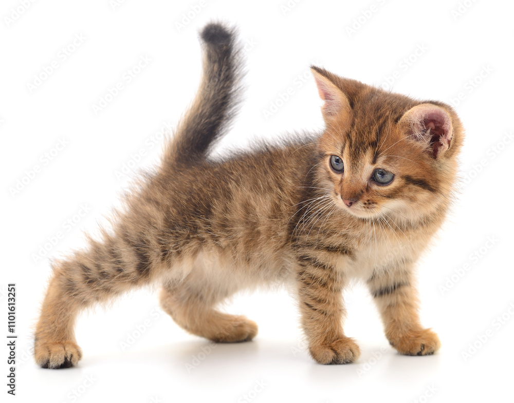 Kitten on white background. Kitten on white background.