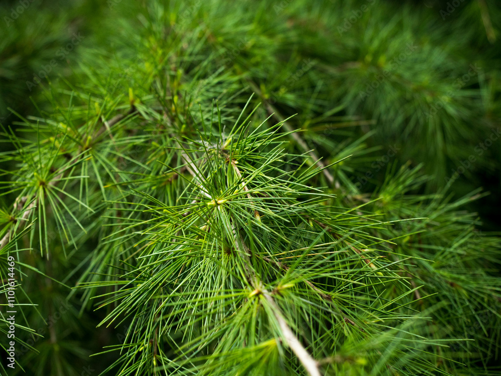 A detailed close-up captures the rich texture and lush greenery of evergreen pine needles, evoking a sense of freshness and the calming essence of nature. A detailed close-up captures the rich texture and lush greenery of evergreen pine needles, evoking a sense of freshness and the calming essence of nature.