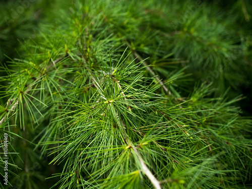 A detailed close-up captures the rich texture and lush greenery of evergreen pine needles, evoking a sense of freshness and the calming essence of nature. photo