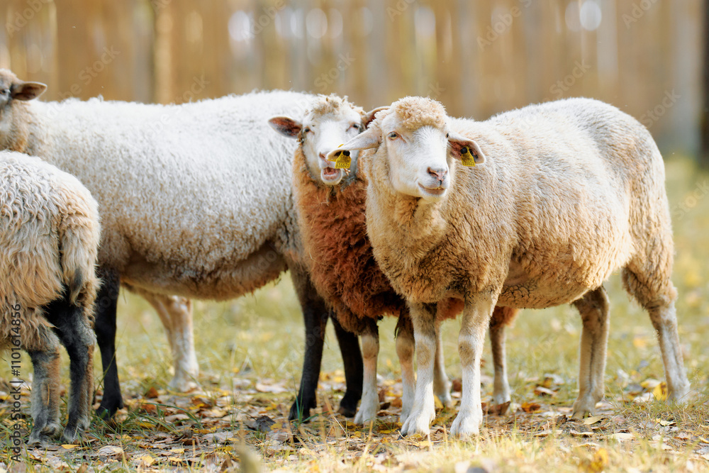 Groups of sheep grazing together in a sunlit meadow during autumn, showcasing their fluffy coats and lively expressions Groups of sheep grazing together in a sunlit meadow during autumn, showcasing their fluffy coats and lively expressions