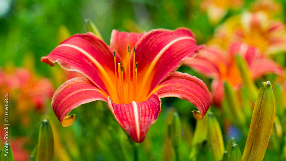 An exquisite close-up capturing the vibrant colors and intricate details of a red flower with yellow highlights, showcasing nature’s beauty and intricate form. An exquisite close-up capturing the vibrant colors and intricate details of a red flower with yellow highlights, showcasing nature’s beauty and intricate form.