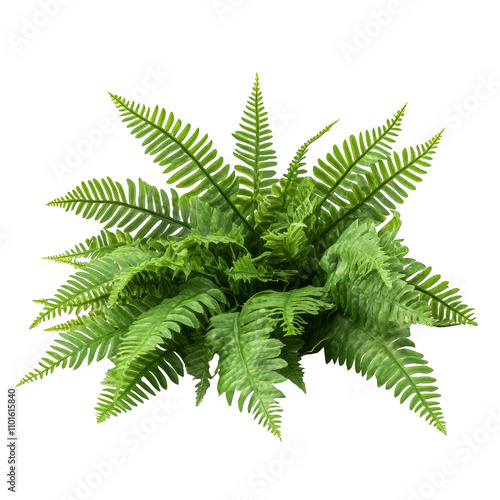 vibrant green fern leaves lush plant decorative home decor transparent background