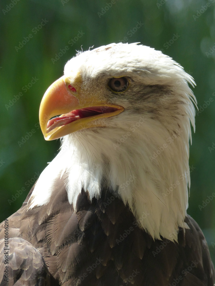 Fototapeta premium White Eagle 