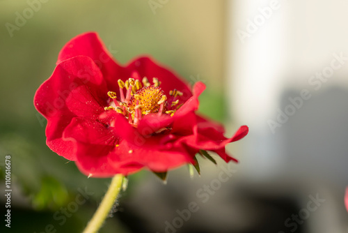 Fotografie Red potentilla nepalensis miss willmott blooming in spring garden