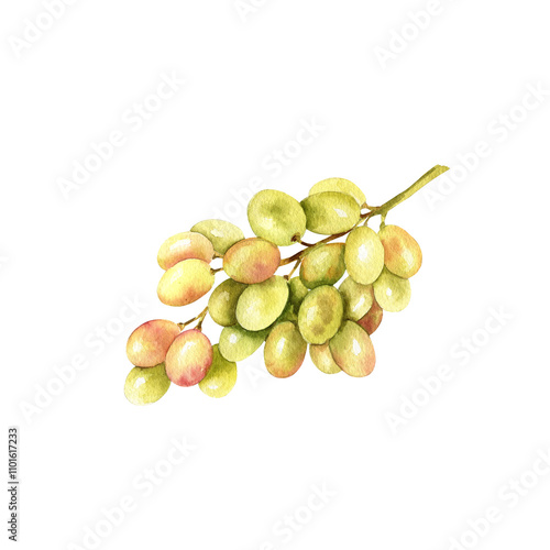 Watercolor grape brunches with fresh white and pink berries, illustration of ripe grapevine, composition for card, food and drink theme on white background photo