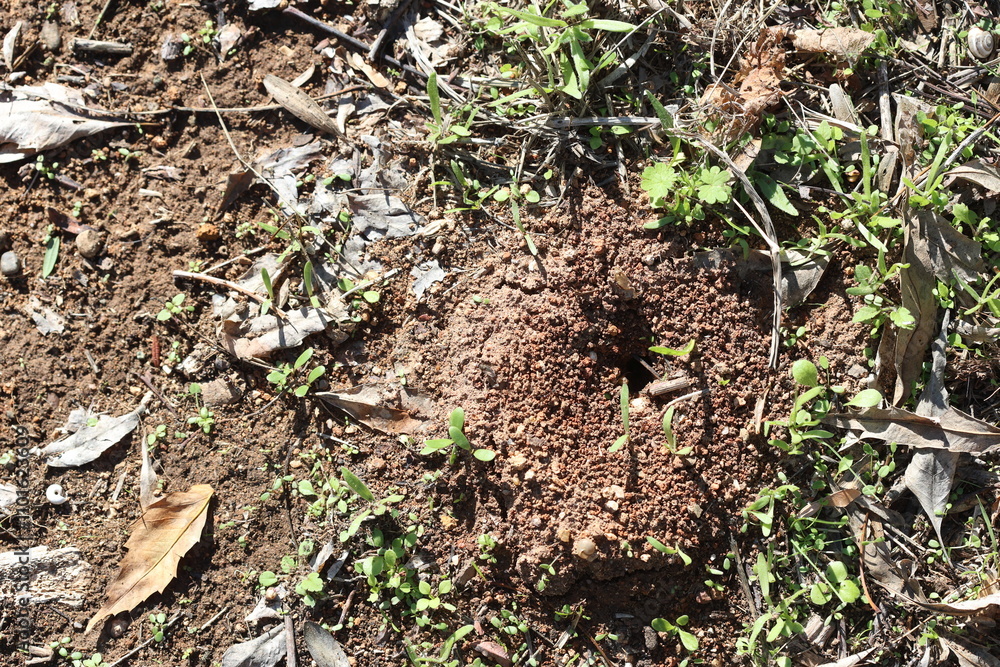 ant nest in the field ant nest in the field