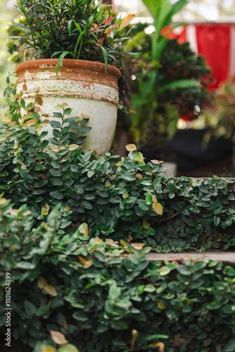 Ficus pumila, climbing or creeping fig, growing on front steps of house