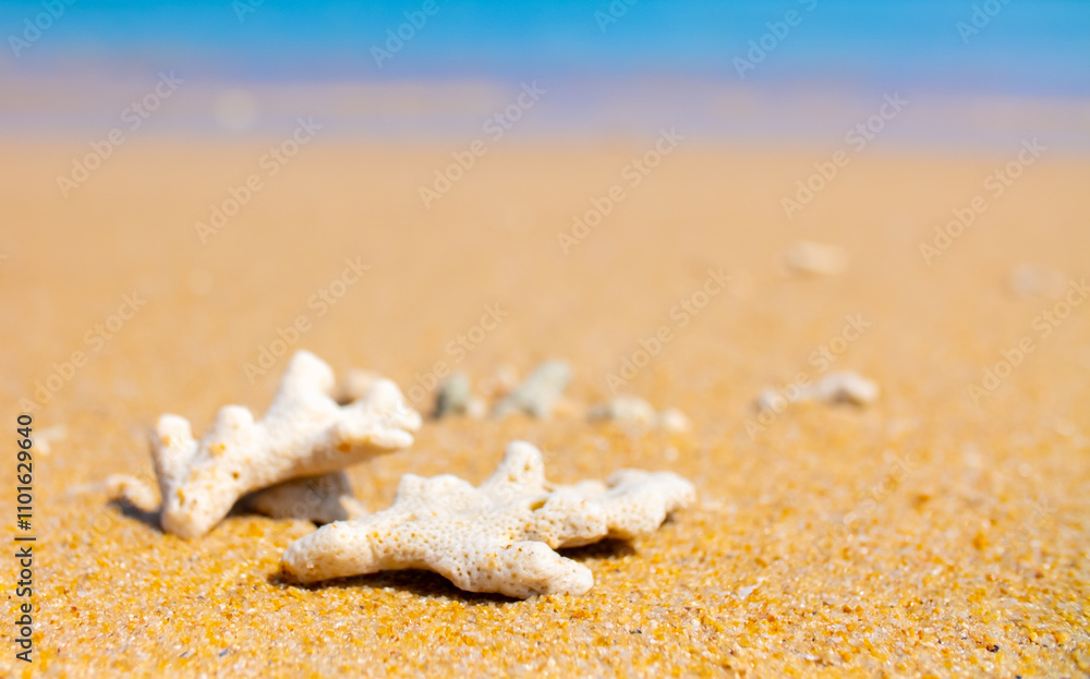 Corals on the sand on the seashore. Seascape background, sandy shore with corals and shells. Corals on the sand on the seashore. Seascape background, sandy shore with corals and shells.