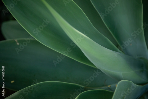 Agave plant growing in tropical Australian garden