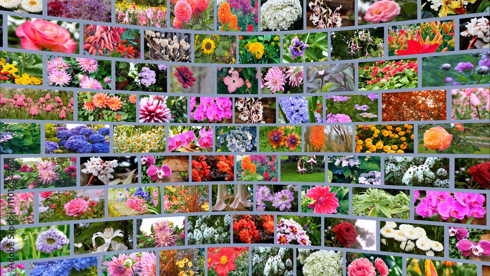 Colorful collage showcasing an array of flowers in various stages of bloom, bringing together vibrant hues and diverse floral beauty in a single frame. Colorful collage showcasing an array of flowers in various stages of bloom, bringing together vibrant hues and diverse floral beauty in a single frame.