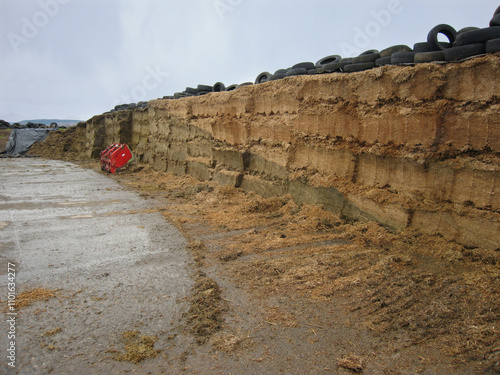 Grass silage and wholecrop silage in close up on a dairy farm, North Yorkshire, England, United Kingdom