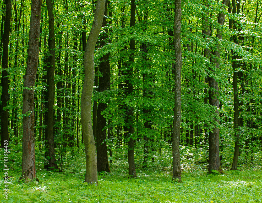 Naklejka premium Forest trees. nature green wood sunlight backgrounds
