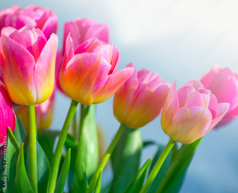 Fototapeta premium Beautiful pink tulip background texture