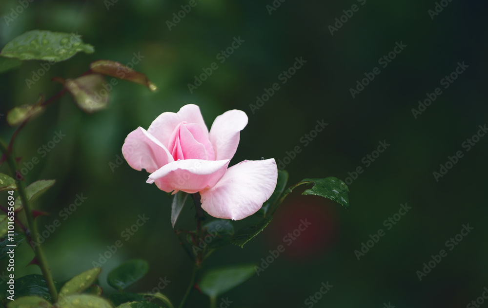 Pink roses on the bush, macro, rose garden Pink roses on the bush, macro, rose garden
