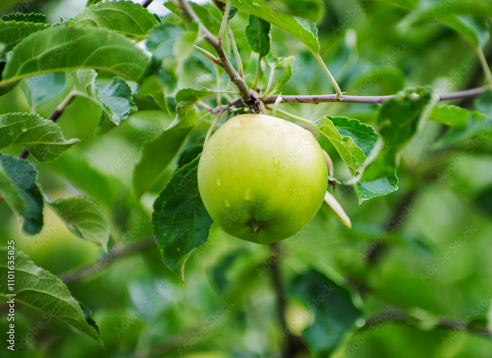 Obraz premium Apples on apple tree branch.