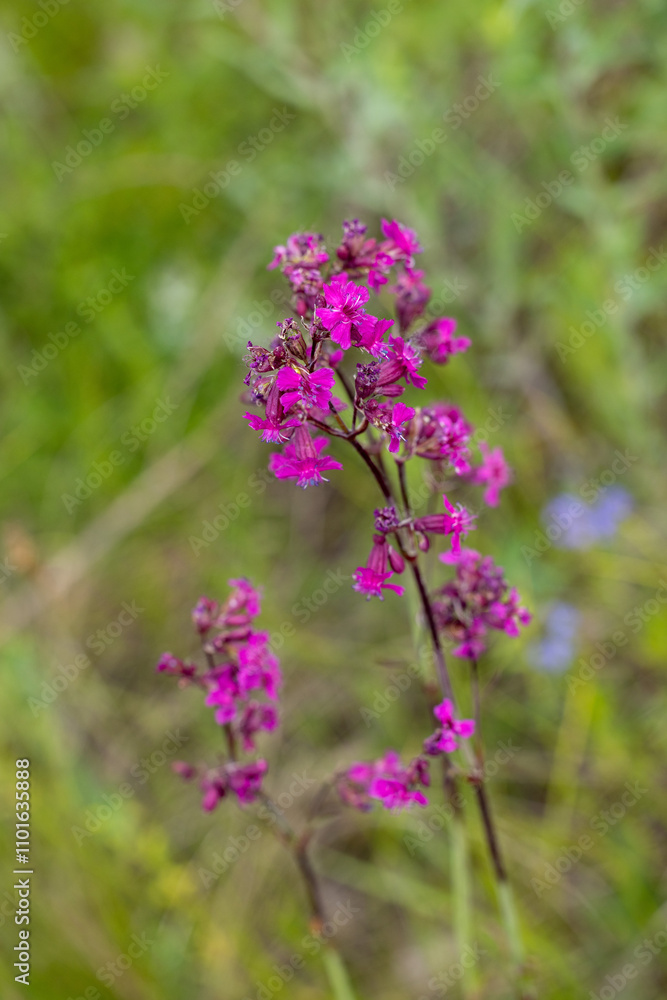 Blooming purple flower in green meadow: viscaria vulgaris Blooming purple flower in green meadow: viscaria vulgaris