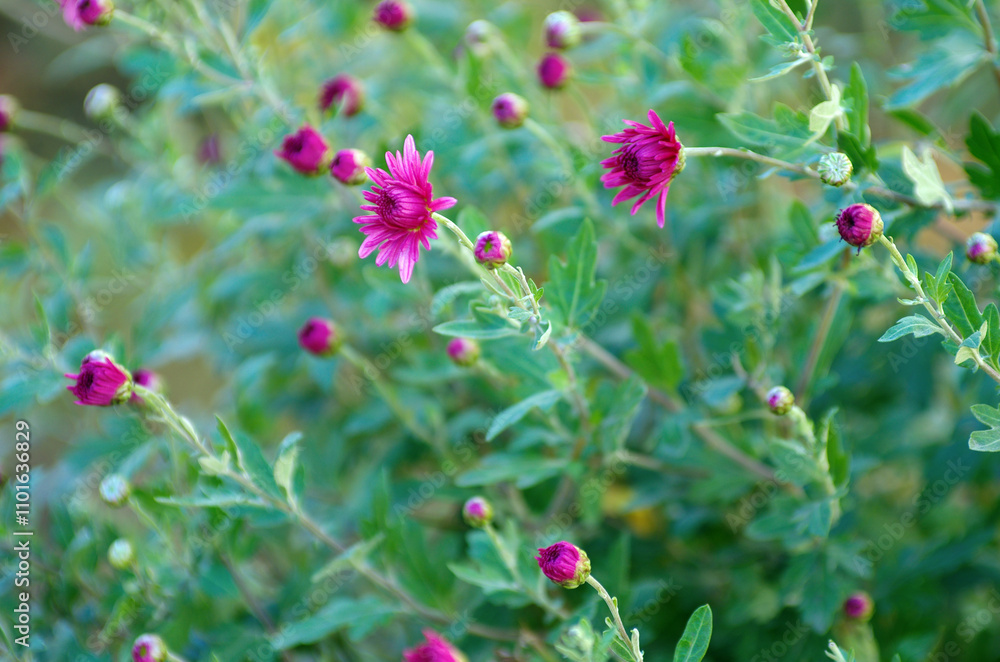 Colorful pink autumnal chrysanthemum background Colorful pink autumnal chrysanthemum background