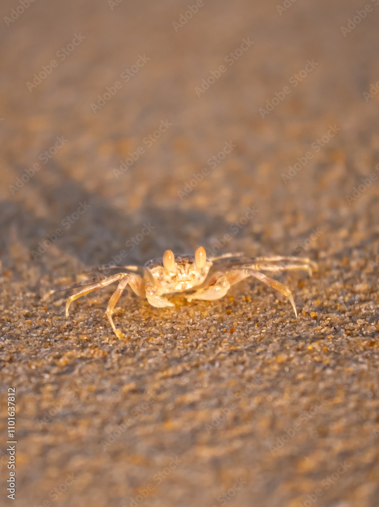 A crab on the beach is running on the white sand. Exotic animals in the resorts of tropical islands. The concept of a beach holiday in the tropics. A crab on the beach is running on the white sand. Exotic animals in the resorts of tropical islands. The concept of a beach holiday in the tropics.