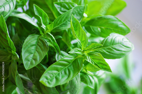 Fresh green leaves of basil.