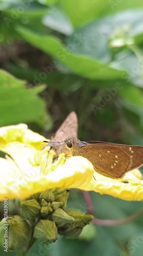Borbo cinnara, commonly known as the rice swift, Formosan swift or rice leaf folder, is a butterfly belonging to the family Hesperiidae. It is found in Sri Lanka, India, Myanmar, Vietnam, Cambodia, Ta