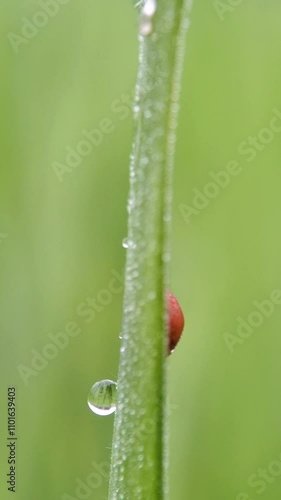Novius is a genus of ladybird beetles belonging to the family Coccinellidae, and the sole member of the tribe Noviini. With dew drops 