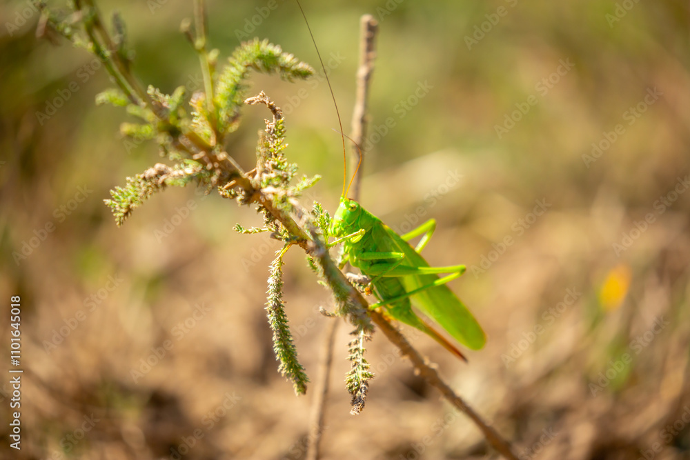 A green grasshopper sits in the grass on a bush. Great marsh grasshopper Stethophyma grossum, an endangered insect typical of wet meadows and marshes. A green grasshopper sits in the grass on a bush. Great marsh grasshopper Stethophyma grossum, an endangered insect typical of wet meadows and marshes.