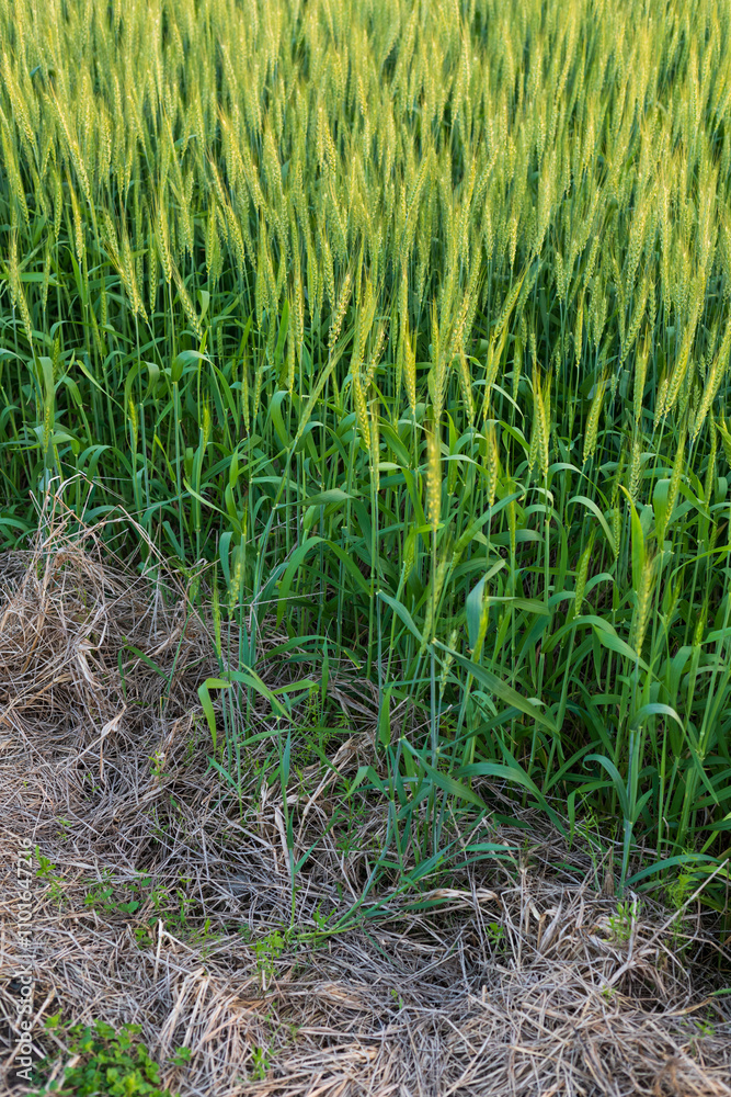 Fototapeta premium Wheat plants in the field