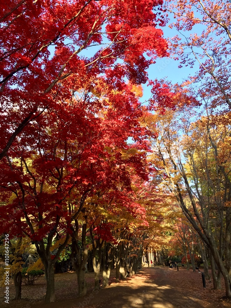 Fototapeta premium 紅葉するもみじ