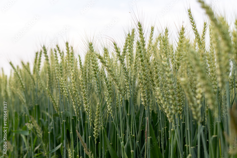 Close-up of wheat ears Close-up of wheat ears