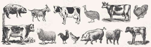 Large set of farm animals. Hand drawn big farm animals set. Livestock, cattle illustration. Animal grazing. .Vintage woodcut engraving style. Engraved domestic animal. Vector illustration. 