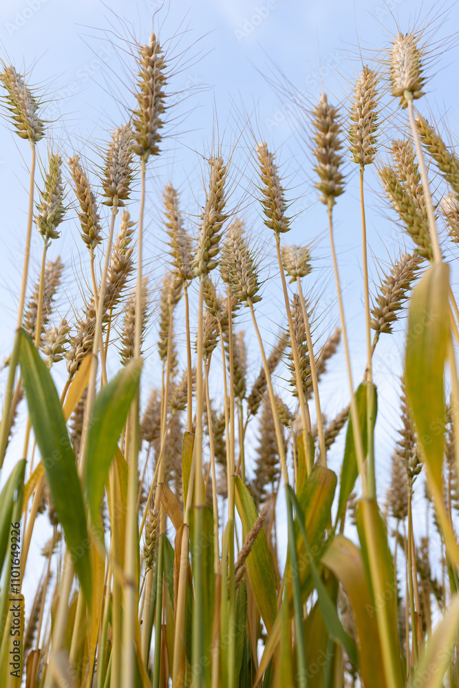 Fototapeta premium Wheat crops in the field