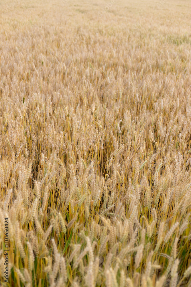 Fototapeta premium Wheat crops in the field