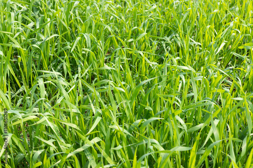 The spring green wheat seedlings The spring green wheat seedlings