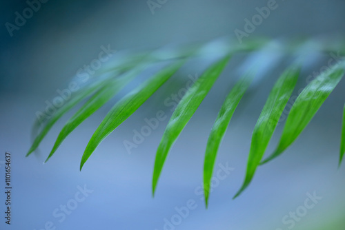 Long green narrow leaves on a blue background macro photo