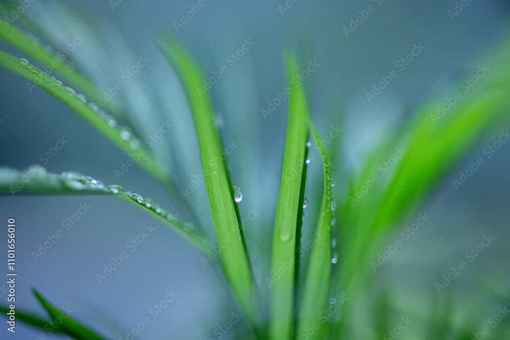 The tops of beautiful feathery green leaves covered with raindrops The tops of beautiful feathery green leaves covered with raindrops