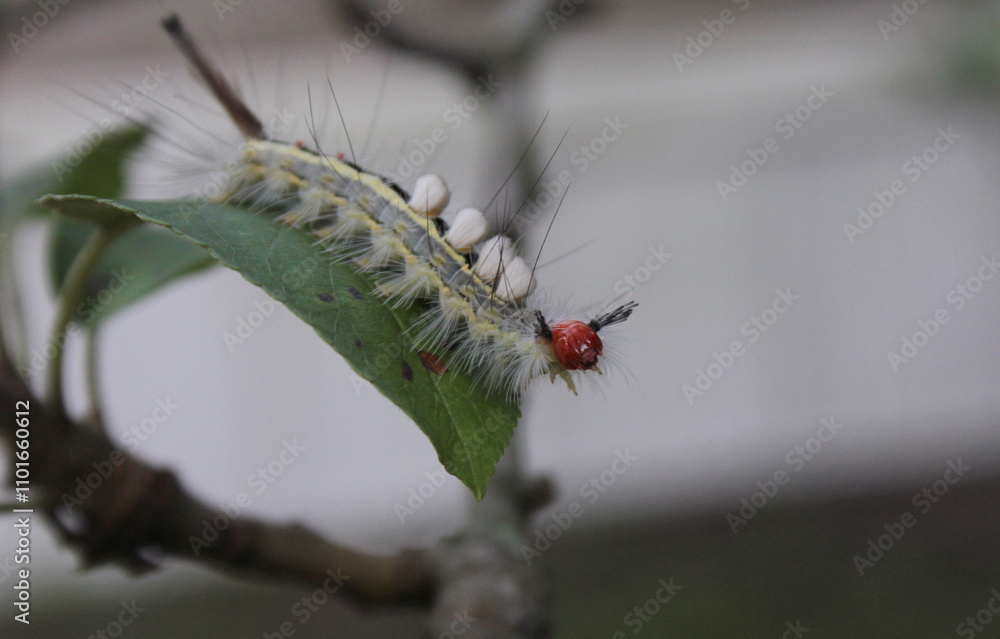 Fototapeta premium Caterpillar on Plants in Organic Garden Rural East Texas