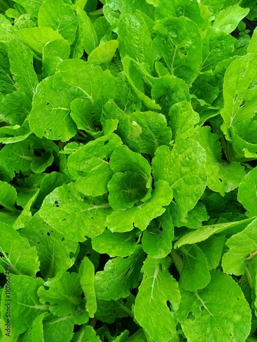 Mustard greens. Caisim. Brassica chinensis var. parachinensis. Bright Caisim photo