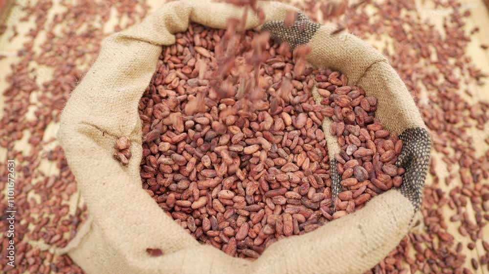 Dried and fermented cocoa beans falling in slow mo in a bag Dried and fermented cocoa beans falling in slow mo in a bag