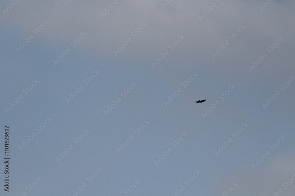 Black silhouette of big bird or eagle flying on blue sky background. Bird silhouette background concept
Black silhouette of big bird or eagle flying on blue sky background. Bird silhouette background concept