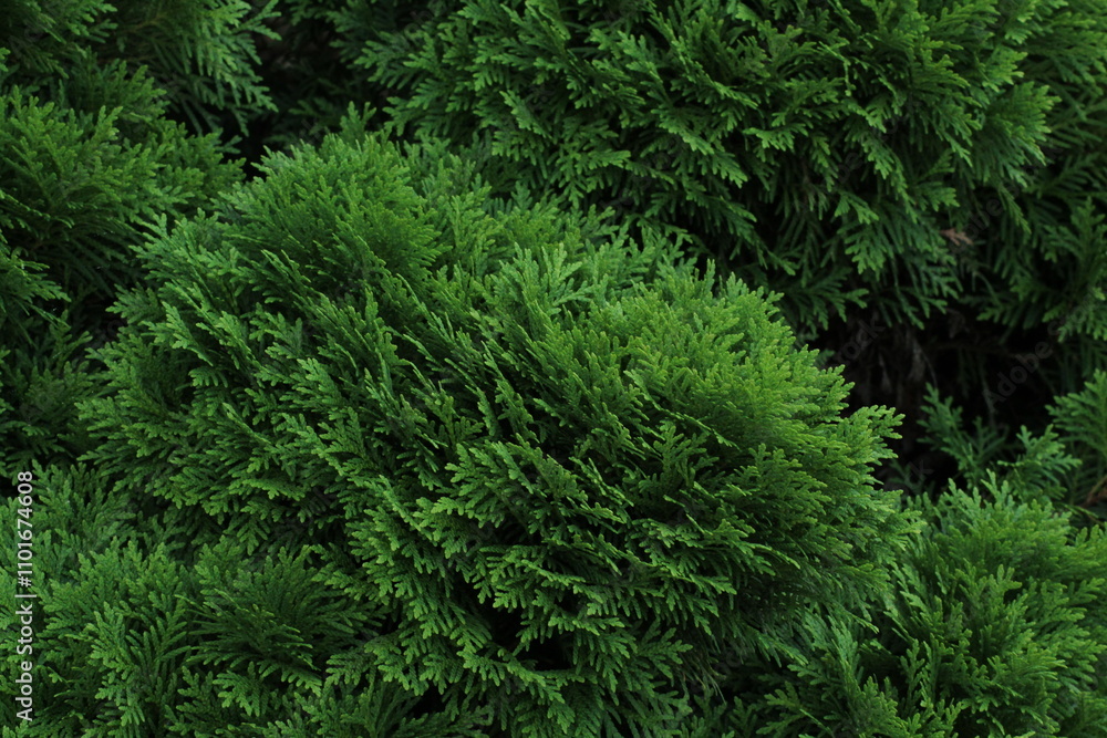 Closeup fresh green christmas leaves, branches of thuja trees on green background. Thuya twig occidentalis, evergreen coniferous tree. Chinese thuja. Conifer cedar thuja leaf green texture
Closeup fresh green christmas leaves, branches of thuja trees on green background. Thuya twig occidentalis, evergreen coniferous tree. Chinese thuja. Conifer cedar thuja leaf green texture