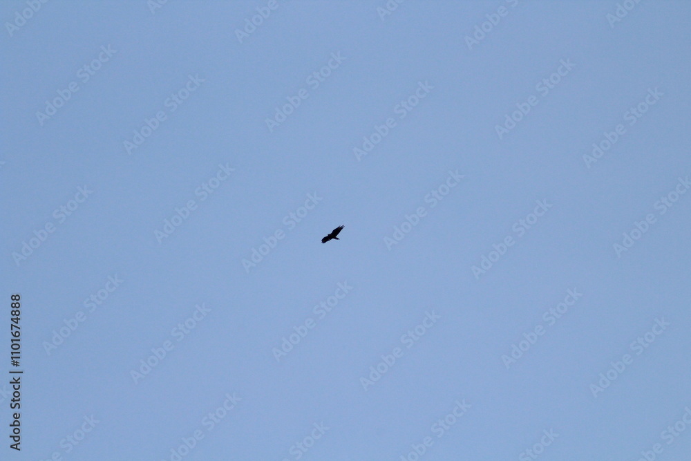 Black silhouette of big bird or eagle flying on blue sky background. Bird silhouette background concept
Black silhouette of big bird or eagle flying on blue sky background. Bird silhouette background concept