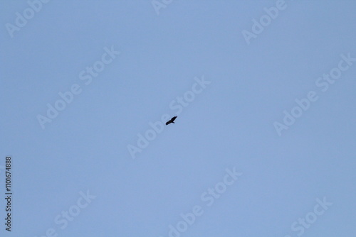 Black silhouette of big bird or eagle flying on blue sky background. Bird silhouette background concept 