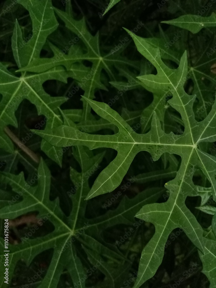 Obraz premium close up of green leaf