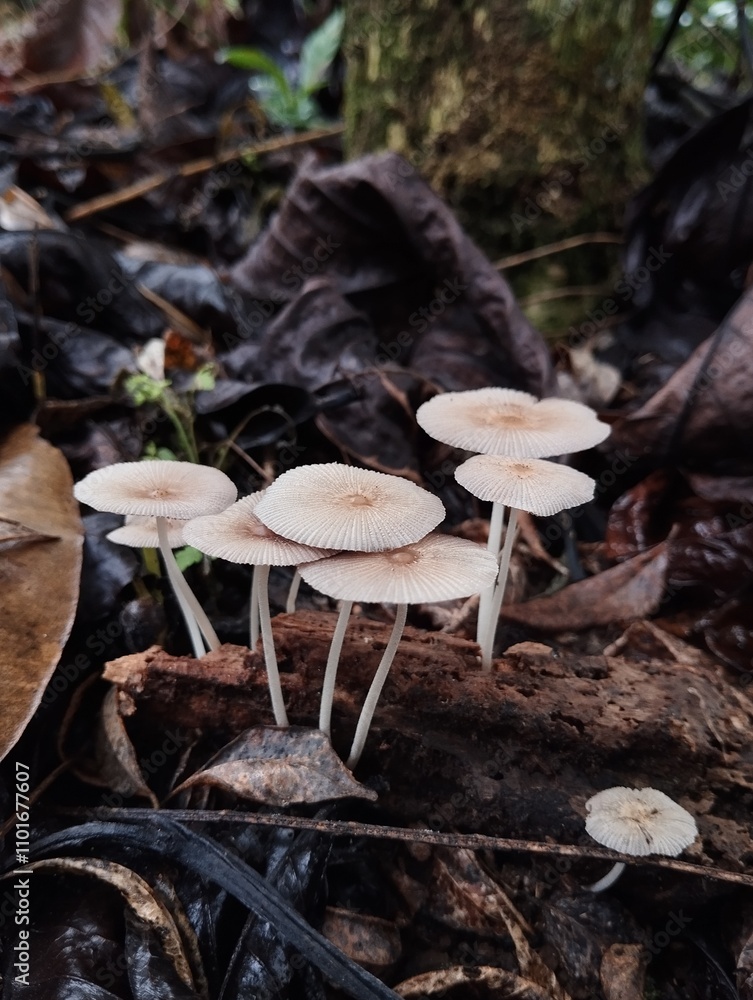 Close-up of three white tropical wild mushrooms with smooth caps and slender stems, growing together in moist soil, highlighting their natural texture and delicate shape. Close-up of three white tropical wild mushrooms with smooth caps and slender stems, growing together in moist soil, highlighting their natural texture and delicate shape.