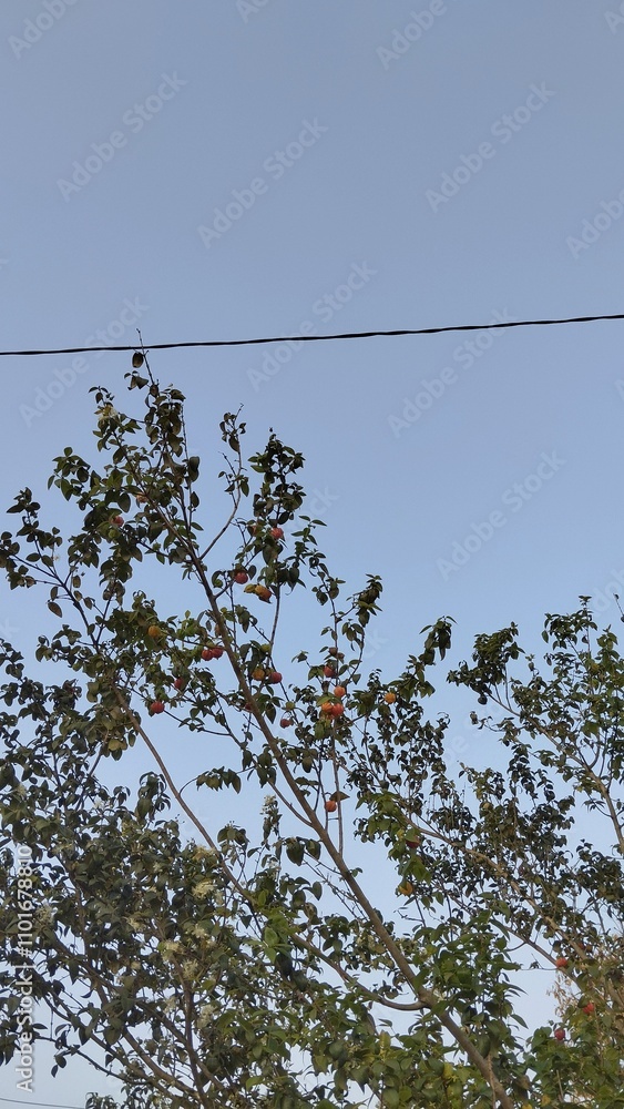 Obraz premium Cermai tree with sky background
