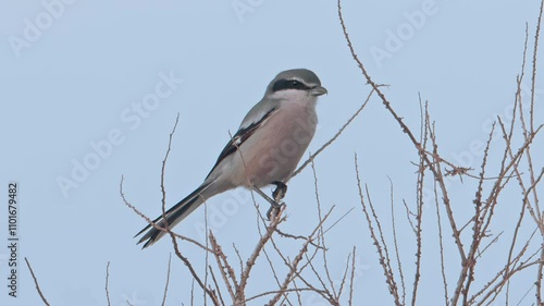 Loggerhead shrike (Lanius meridionalis), perching on a branch, close up.